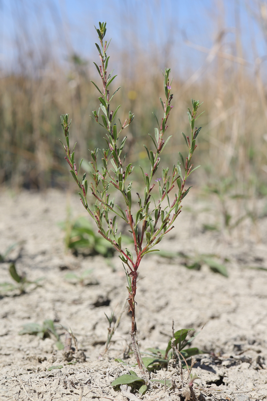 Изображение особи Lythrum thymifolia.