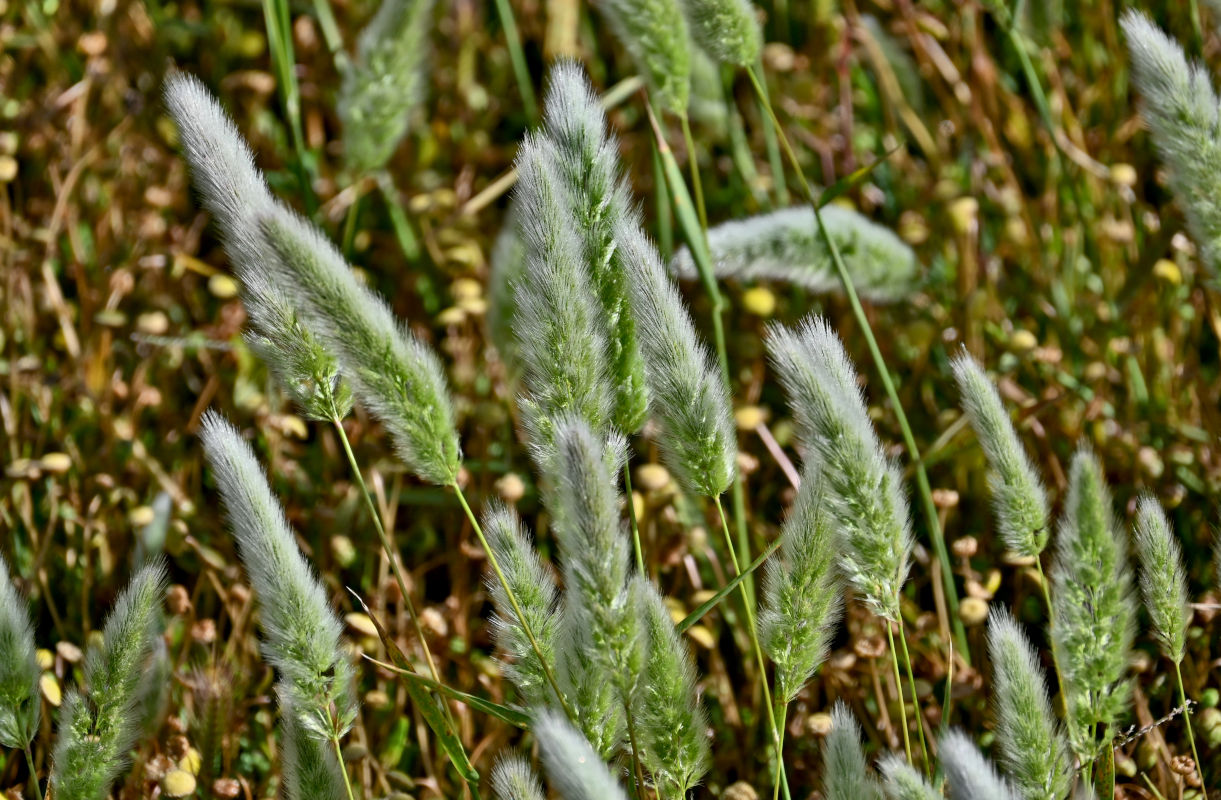 Image of Polypogon monspeliensis specimen.