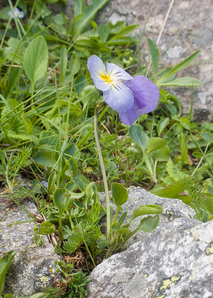 Image of Viola oreades specimen.