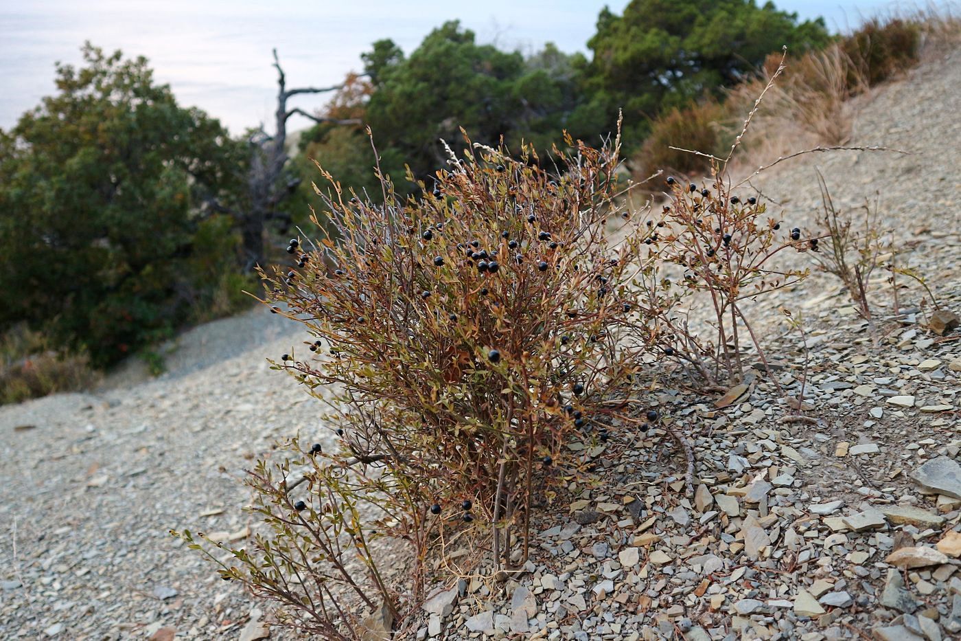 Image of Jasminum fruticans specimen.