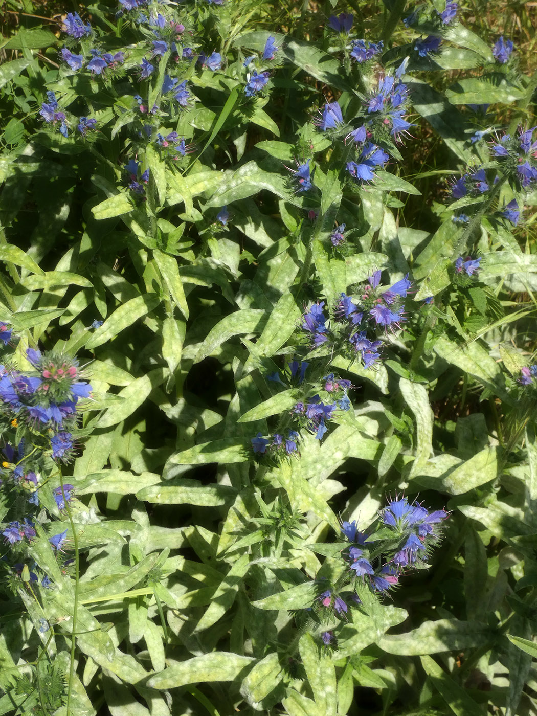 Изображение особи род Echium.