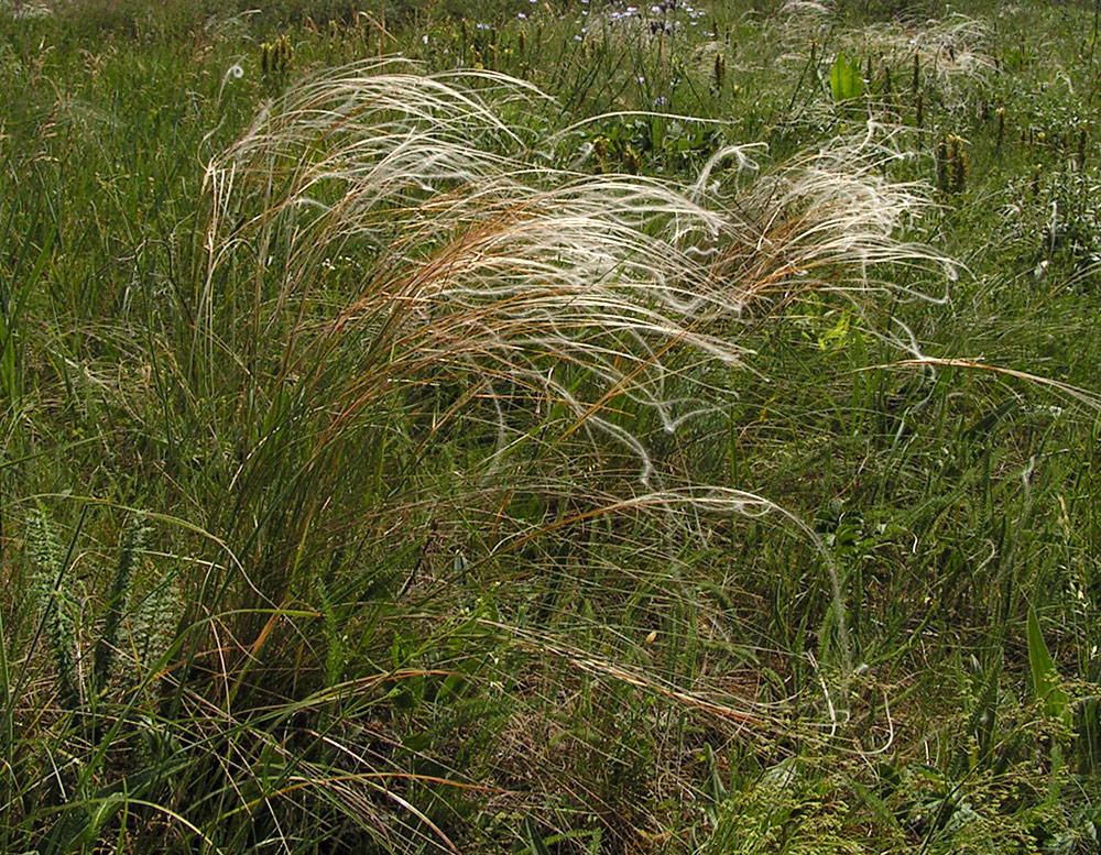 Изображение особи Stipa zalesskii.