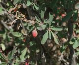 Berberis sibirica. Ветвь с плодом. Восточный Казахстан, Курчумский р-н. Территория Маркакольского заповедника. Август 2008 г.