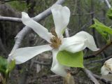 Magnolia stellata. Цветок. Владивосток. ботанический сад-институт ДВО РАН. 28 мая 2011 г.