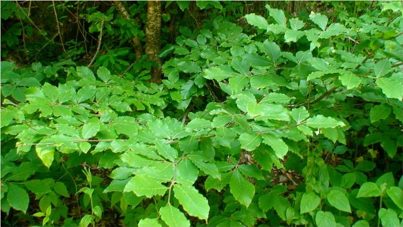 Изображение особи Fagus orientalis.