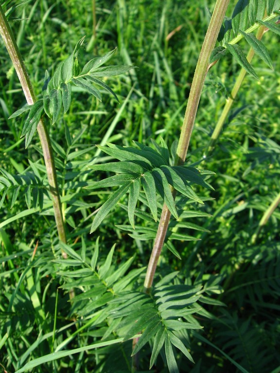 Image of Polemonium caeruleum specimen.