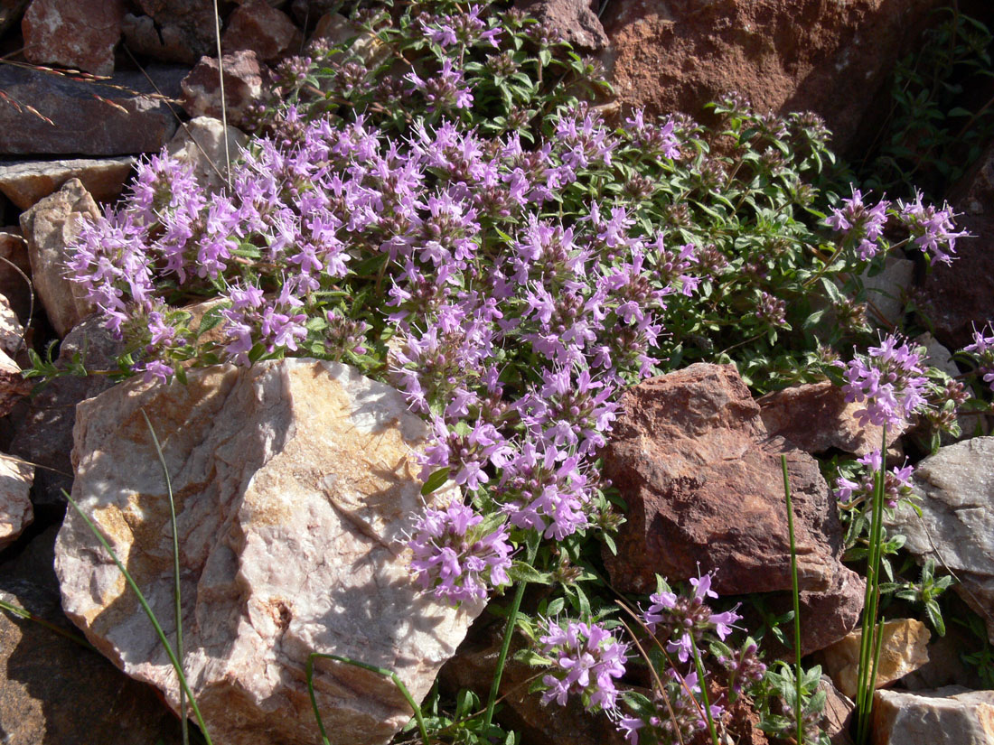 Изображение особи Thymus hirticaulis.