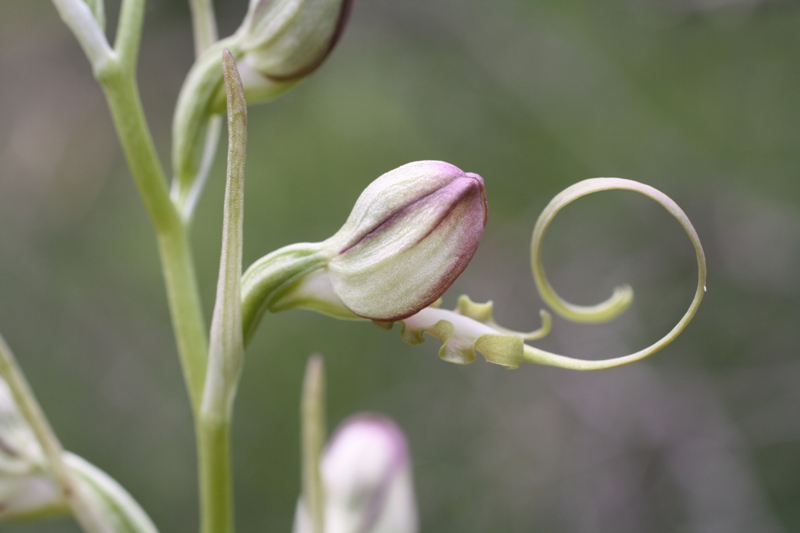 Image of Himantoglossum caprinum specimen.