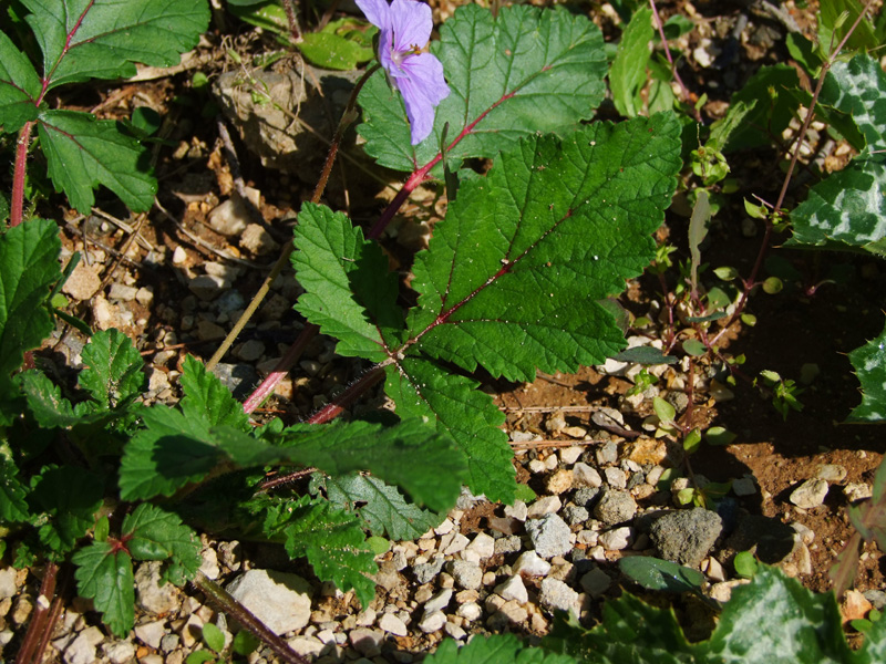 Изображение особи Erodium gruinum.