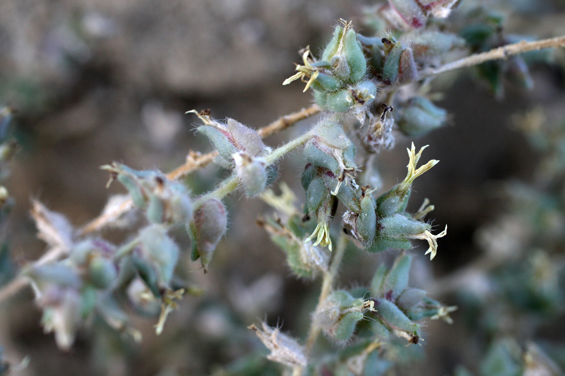 Изображение особи Halocharis hispida.