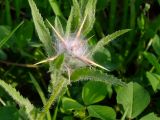 Centaurea procurrens