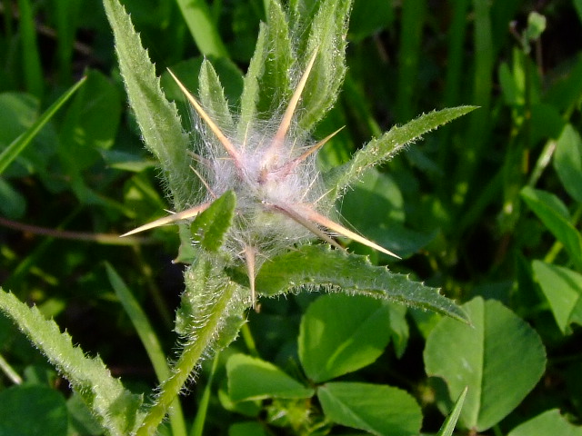 Image of Centaurea procurrens specimen.