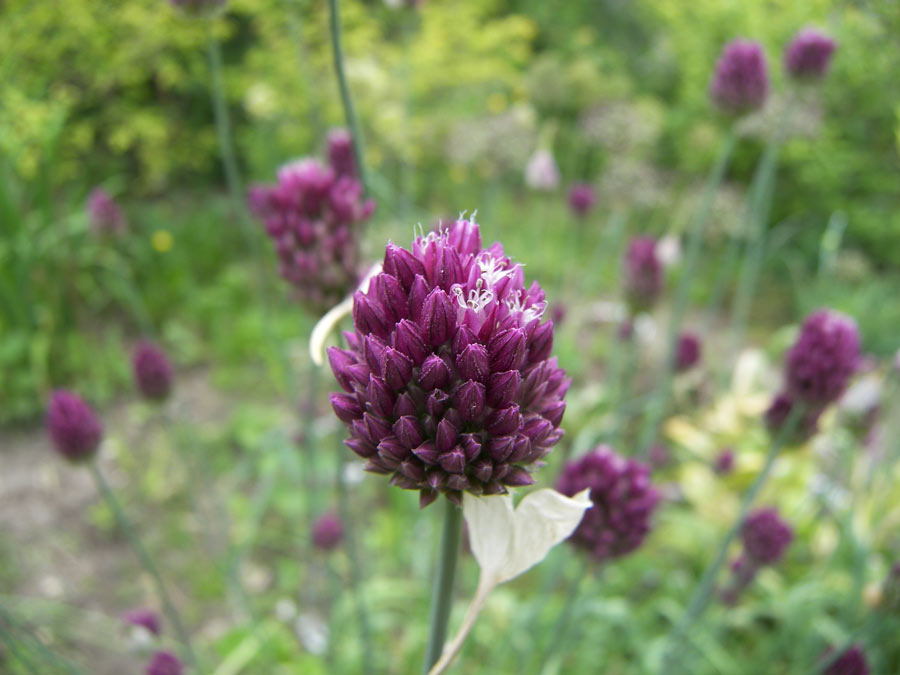 Image of Allium rotundum specimen.