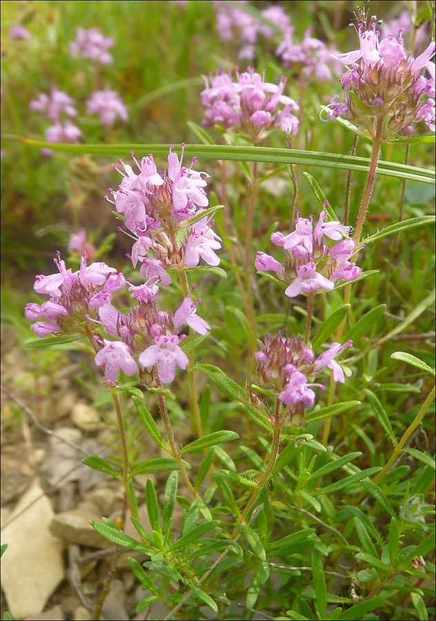 Изображение особи род Thymus.