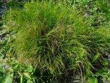 Carex humilis. Дерновина. Курская обл., Беловский р-н, с. Долгий Колодезь, правый крутой берег р. Псёл. 16 июня 2006 г.