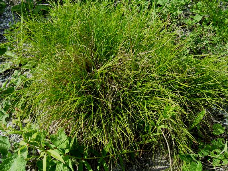 Изображение особи Carex humilis.