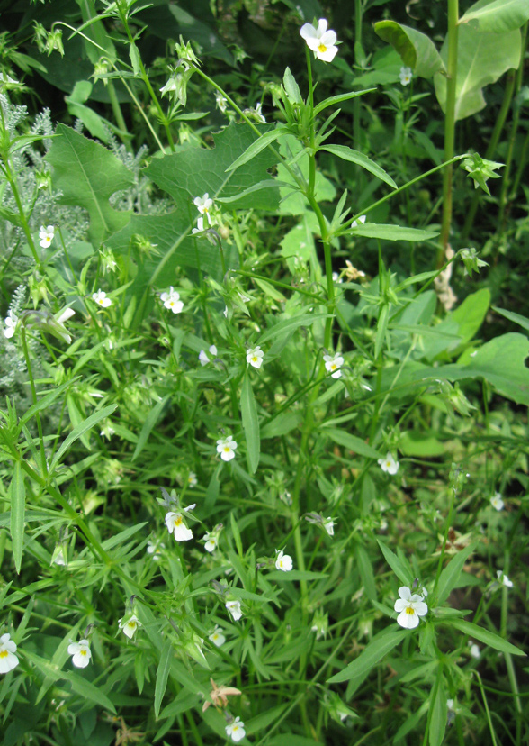 Image of Viola kitaibeliana specimen.