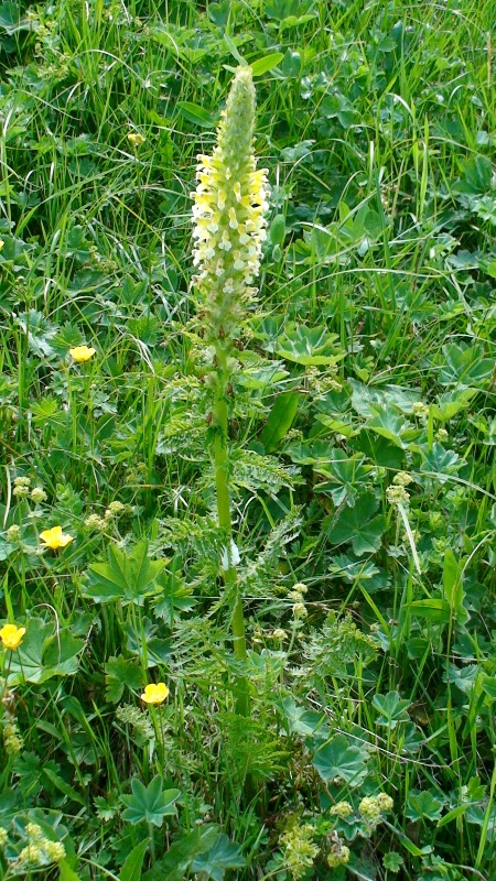 Изображение особи Pedicularis condensata.