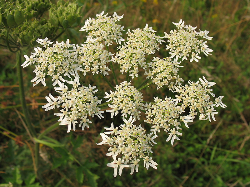 Image of Heracleum sphondylium specimen.