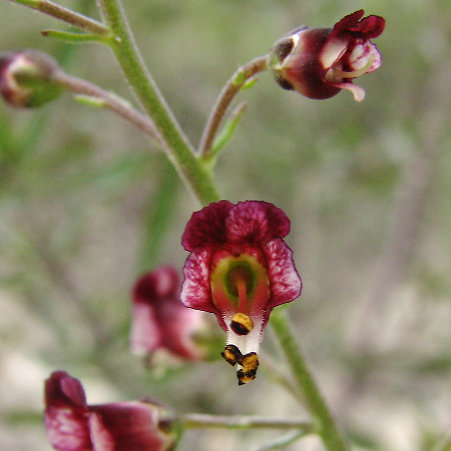 Изображение особи Scrophularia cretacea.