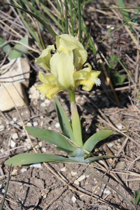 Изображение особи Iris pumila.