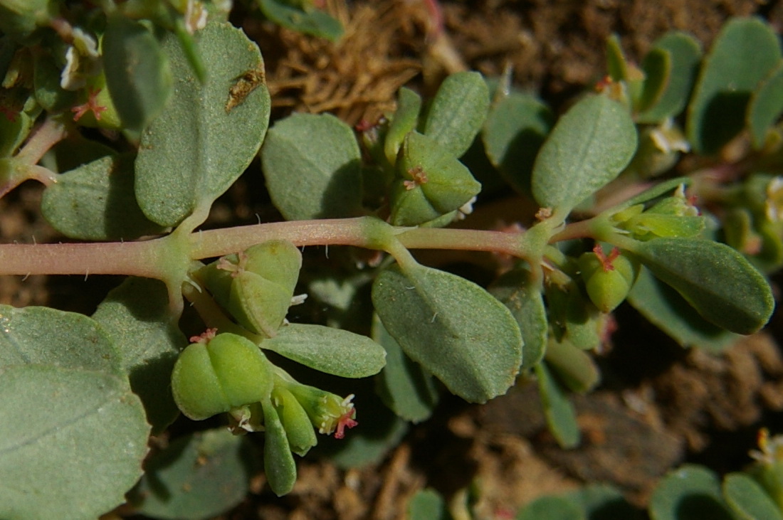 Изображение особи Euphorbia chamaesyce.