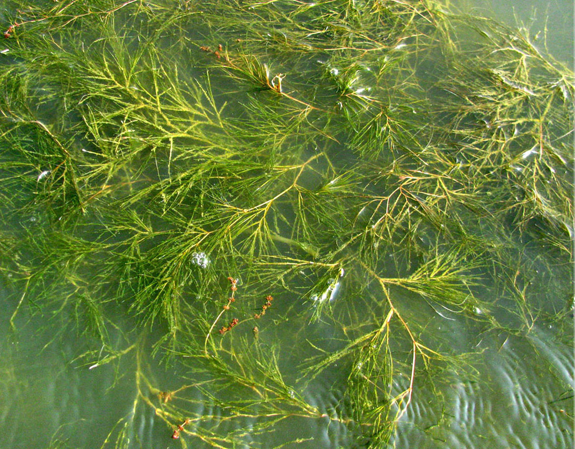Image of Potamogeton pectinatus specimen.