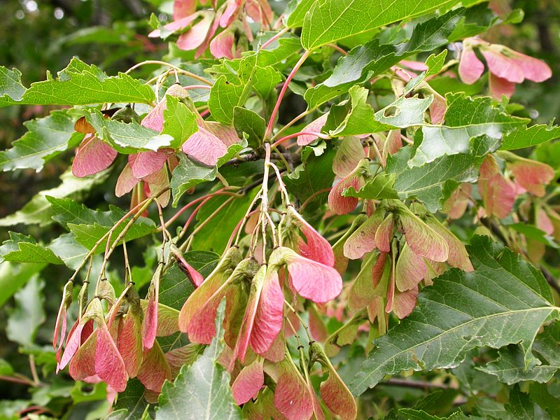 Image of Acer ginnala specimen.