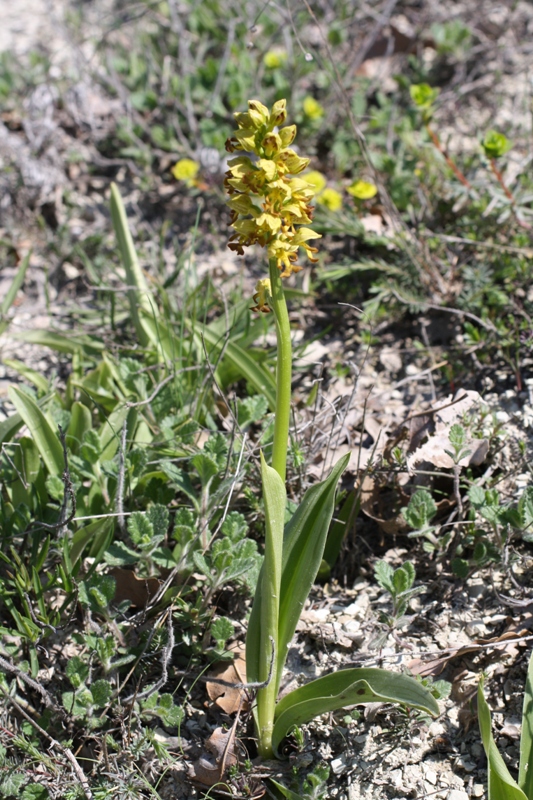 Изображение особи Orchis punctulata.