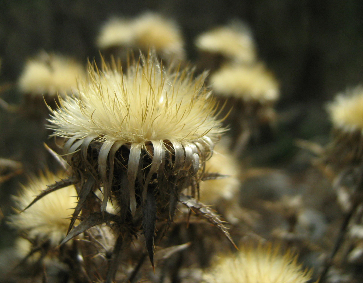 Image of Carlina vulgaris specimen.