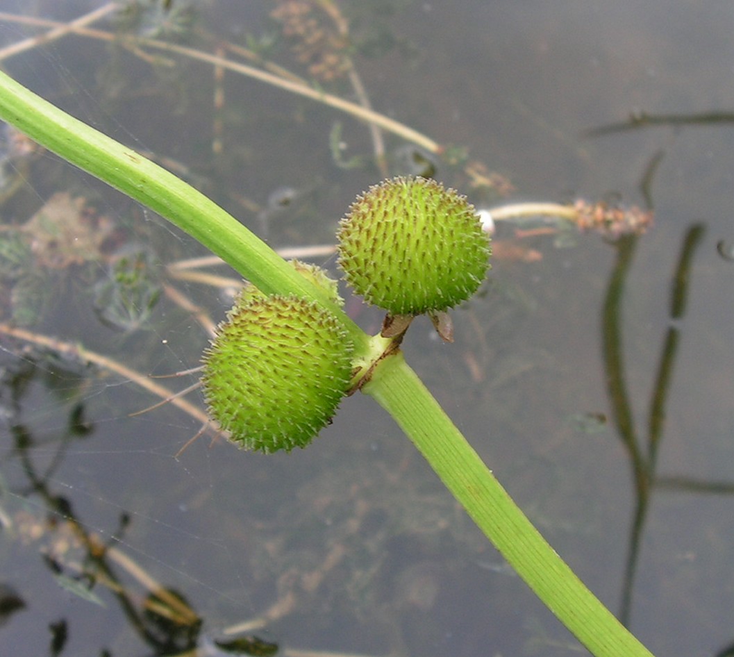 Image of Sagittaria aginashi specimen.