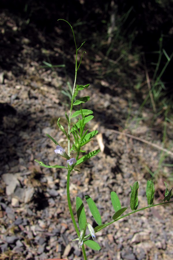 Image of Vicia loiseleurii specimen.