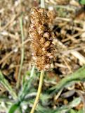 Plantago dubia. Соплодие. Зап. Крым, г. Саки, пустырь у детского оздоровительного лагеря \"Прибрежный\". 24.08.2011.