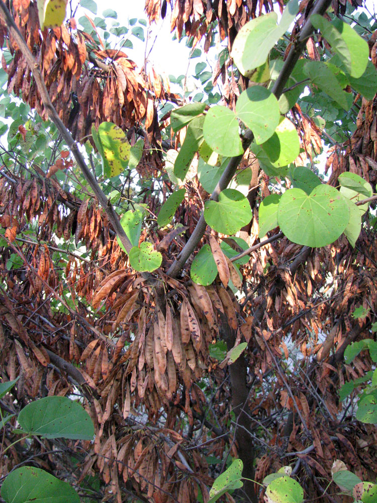 Изображение особи Cercis siliquastrum.