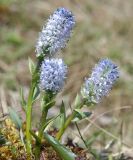 Lagotis minor