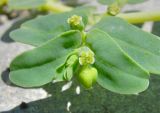 Euphorbia peplis. Верхушка побега с соцветием. Абхазия, Гагрский р-н, г. Пицунда, пляж. 10.06.2012.