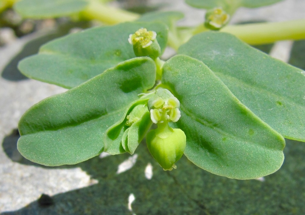 Изображение особи Euphorbia peplis.