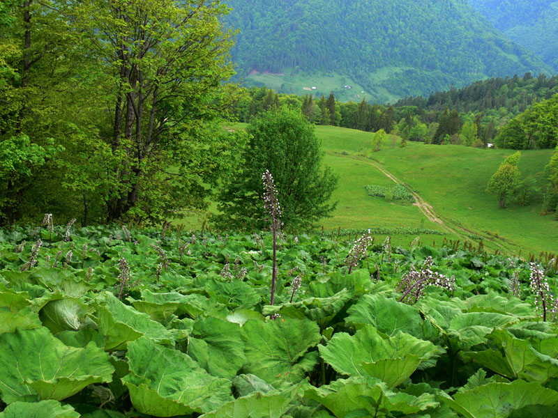 Изображение особи Petasites hybridus.