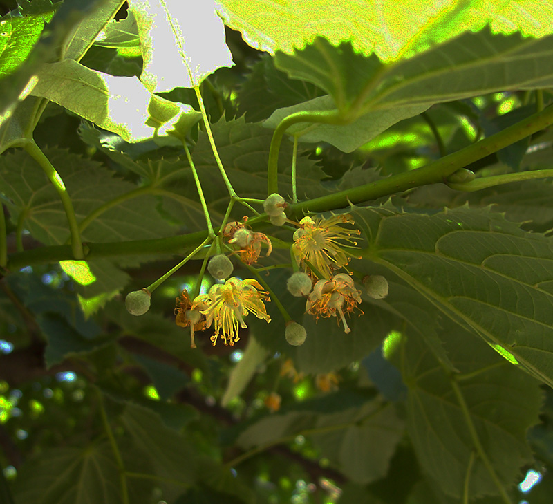 Image of Tilia platyphyllos specimen.