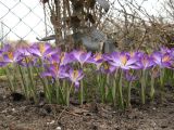 Crocus tommasinianus