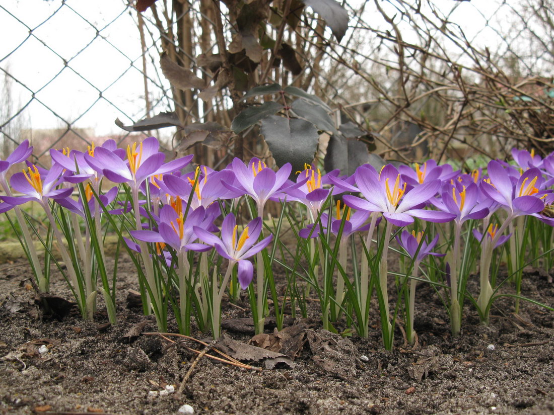 Image of Crocus tommasinianus specimen.
