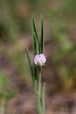Lathyrus inconspicuus. Верхушка цветущего растения. Южный Казахстан, хр. Боролдайтау, ущ. Бозторгай. 25.04.2012.