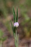 Lathyrus inconspicuus