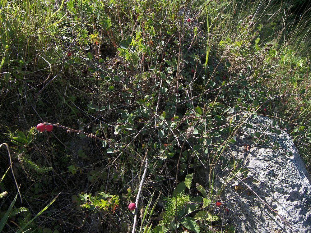 Image of Cotoneaster nefedovii specimen.