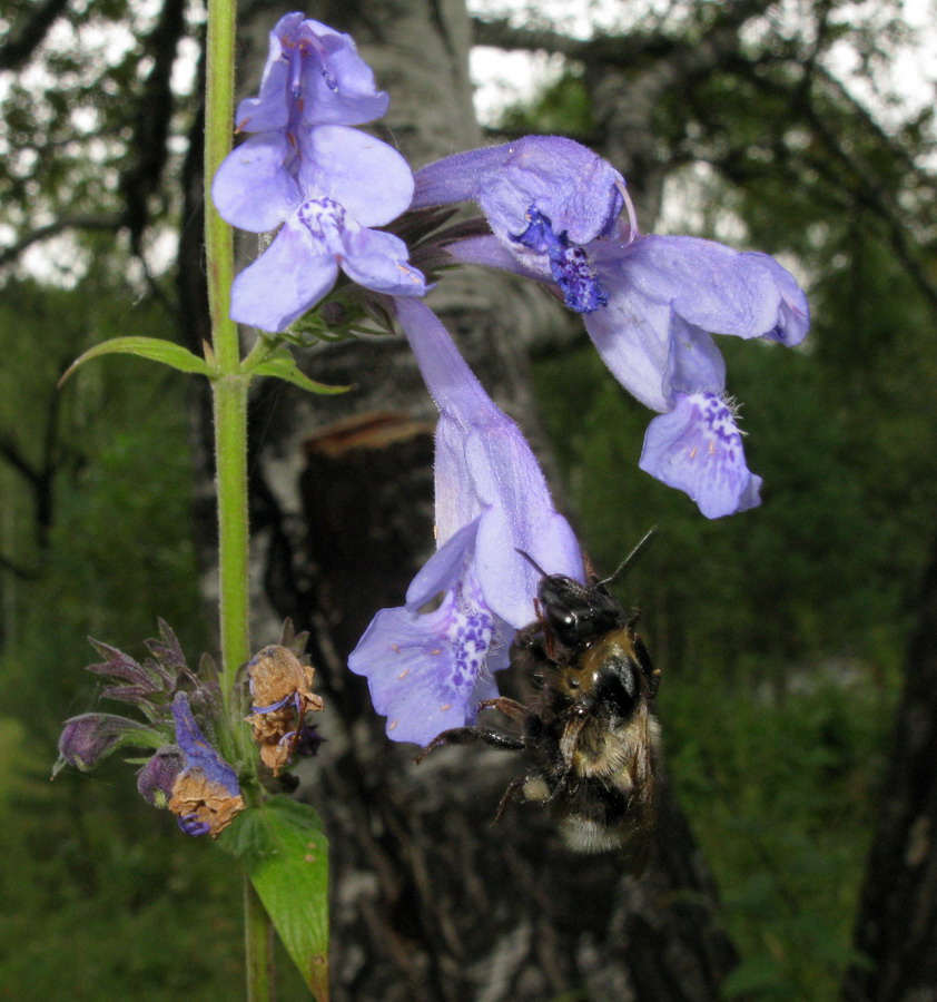 Image of Nepeta sibirica specimen.