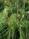 род Calamagrostis