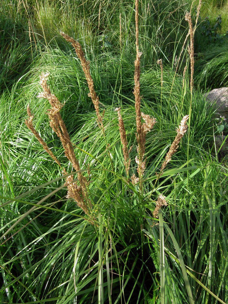 Изображение особи род Calamagrostis.