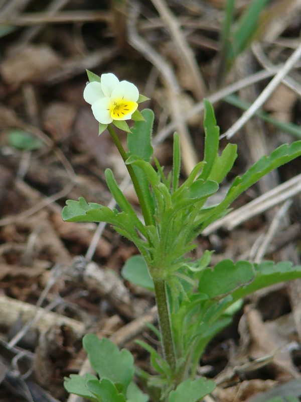 Изображение особи Viola arvensis.