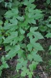 Rubus crataegifolius. Побег. Хабаровский край, окр. села Бычиха. 29.07.2012.