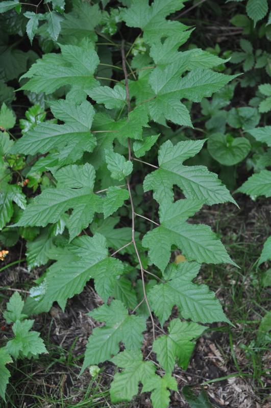 Image of Rubus crataegifolius specimen.